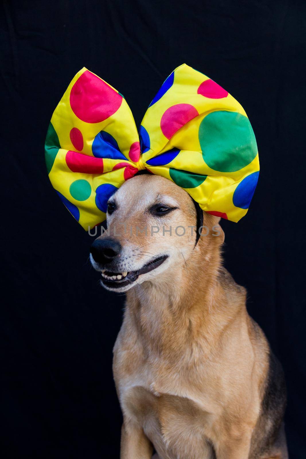 portrait of dog with a big bow tie with colorful polka dots on the head, on black background