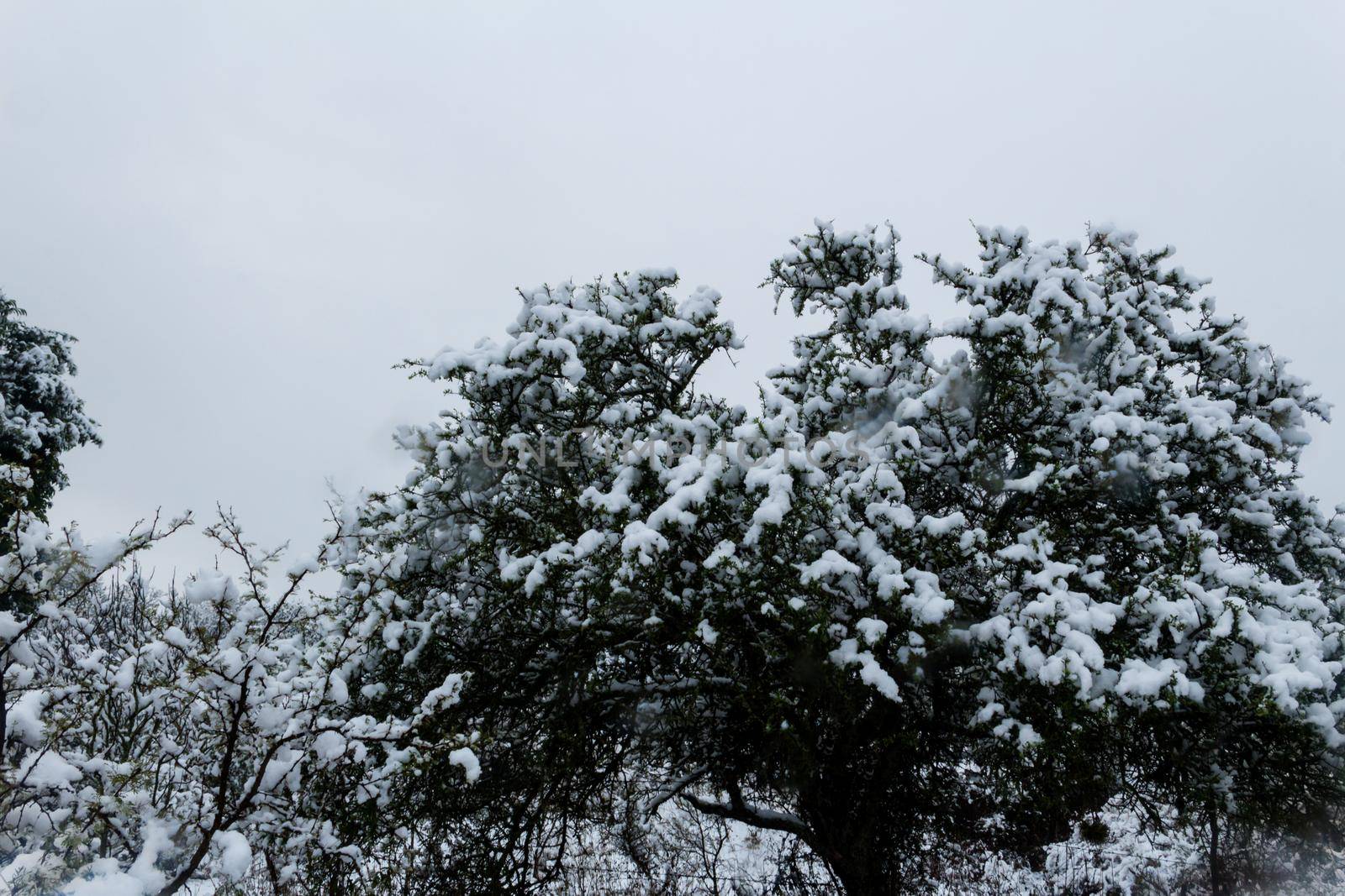 Snow covered tree branches by GabrielaBertolini