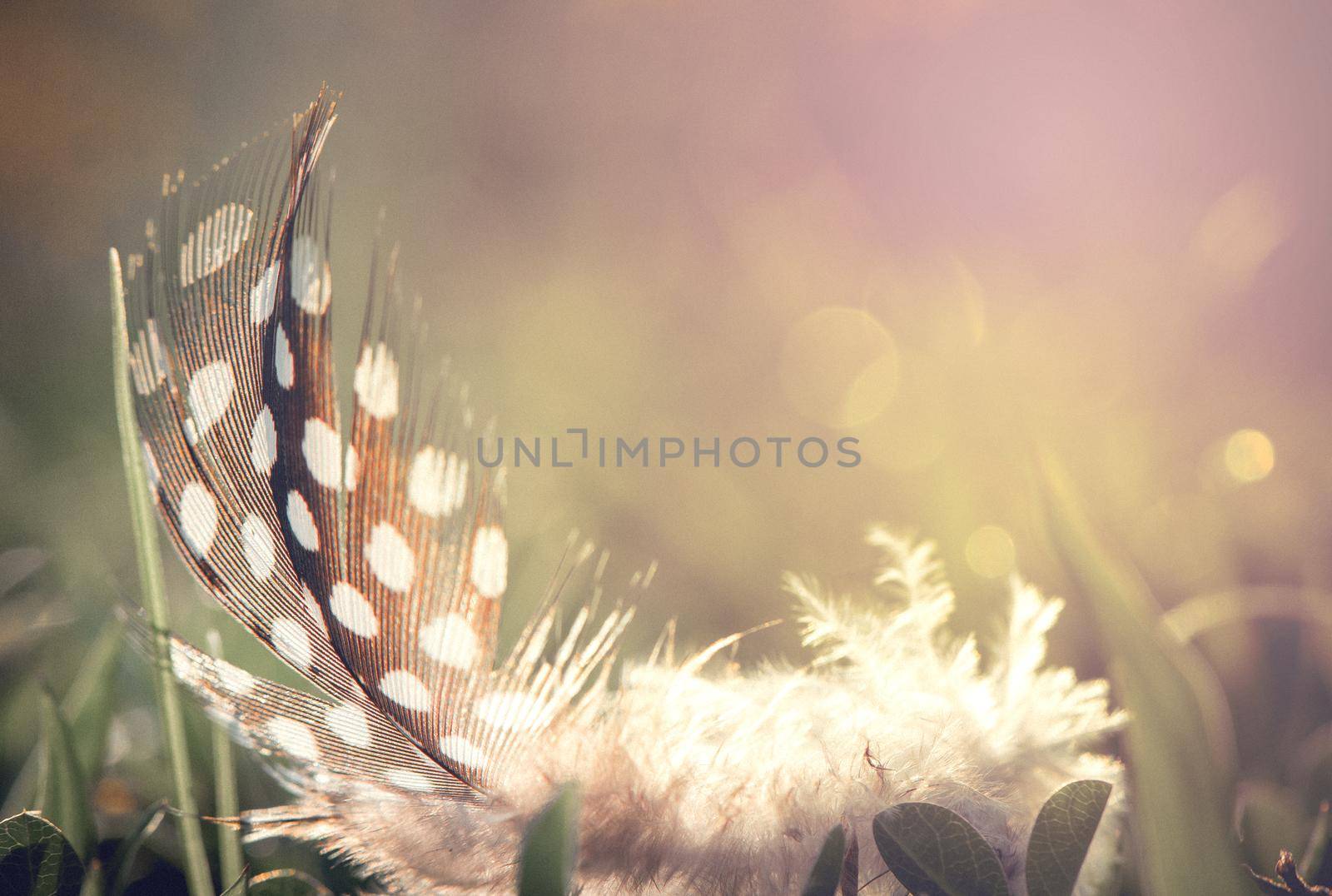 Bird feather on bokeh background and sunshine. by thanumporn