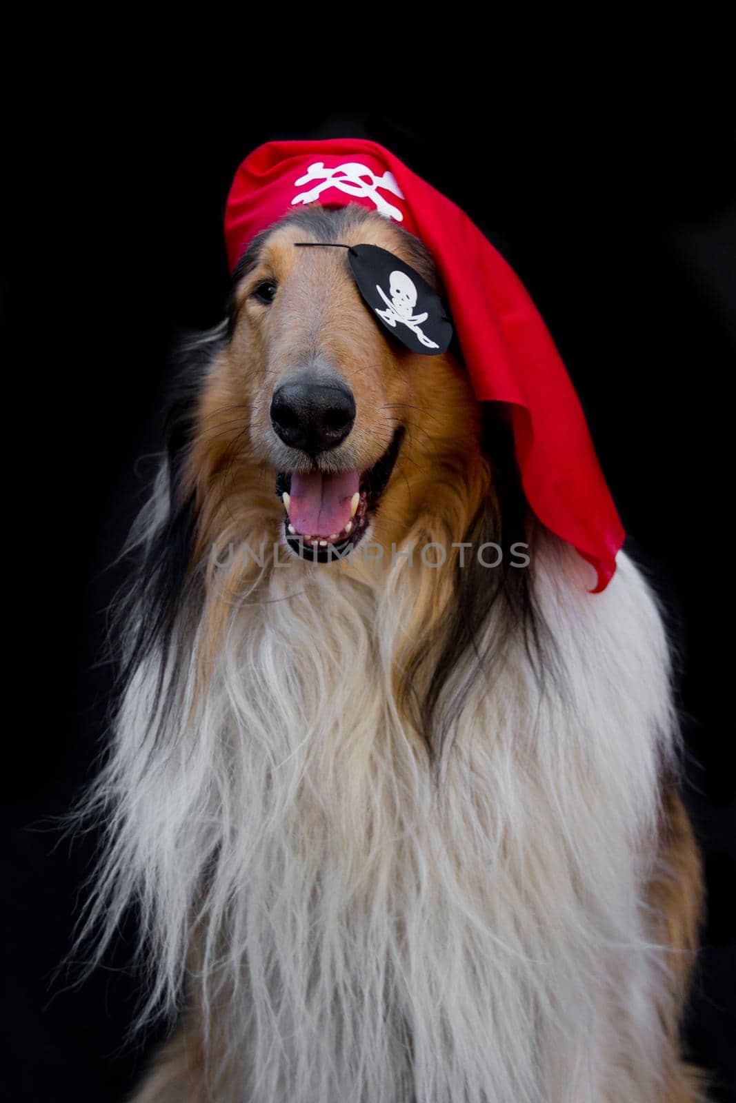 portrait of a golden collie dog in pirate costume isolated on black background