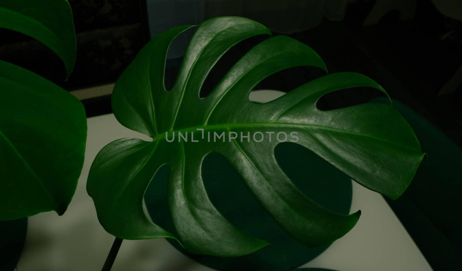 Green monstera leaf on a dark table background.