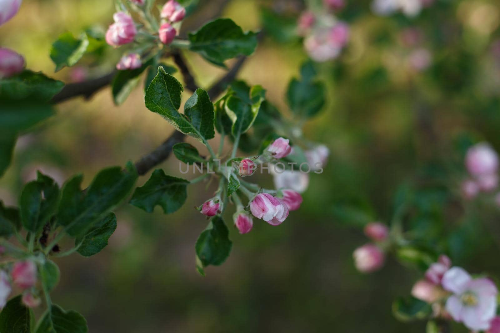 Selective focus, close up of cherry tree branch with blossoming pink flowers in the sunlight. Concept of spring and nature