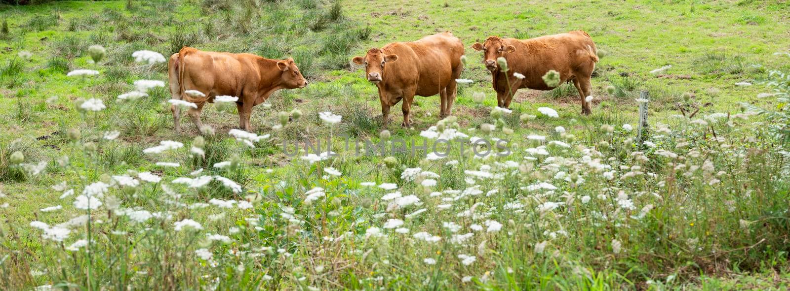 three typical brown limousin cows and summer flowers in green valley meadow near limoges in france