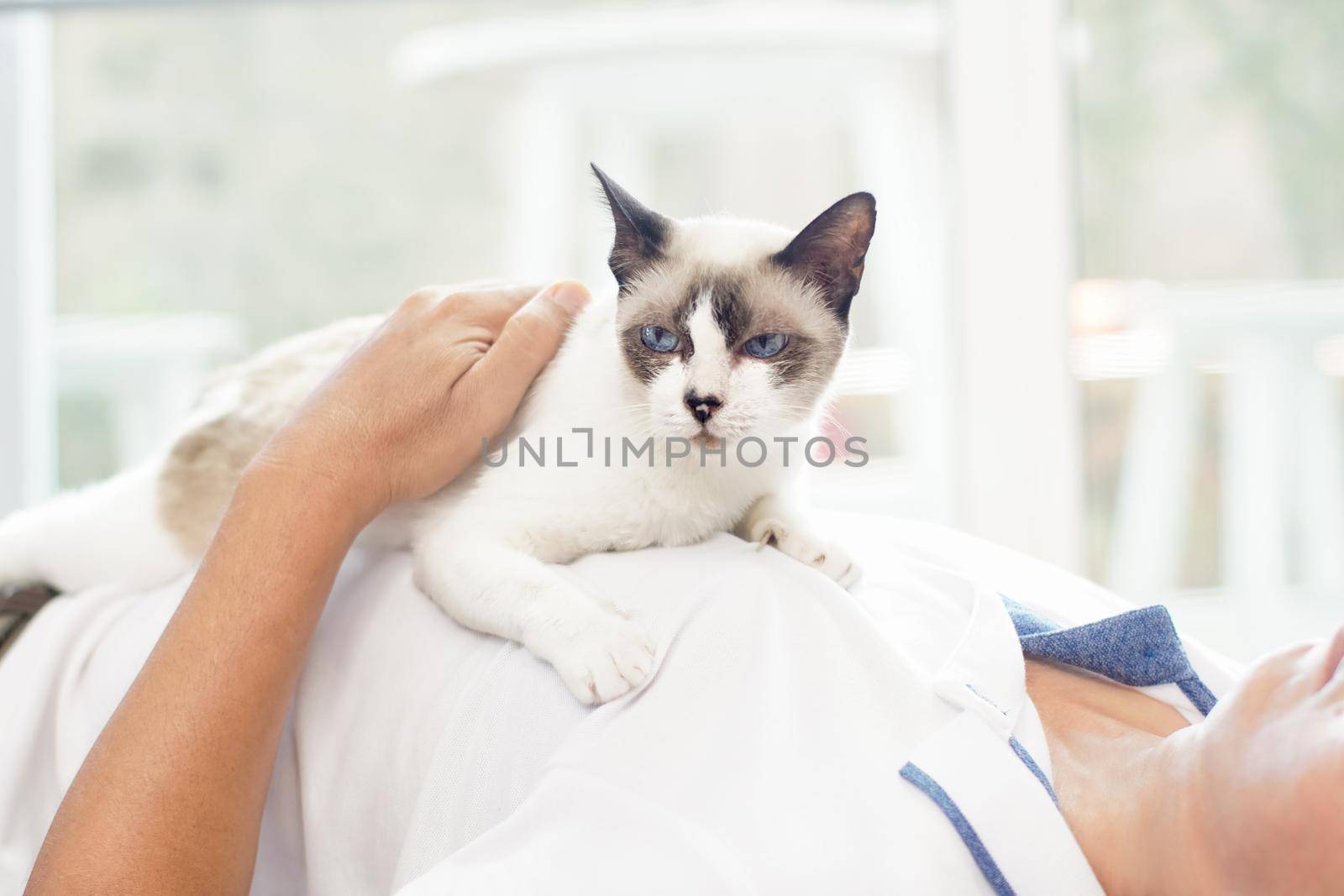 Asian man with elder cat lying on chest at home. by toa55