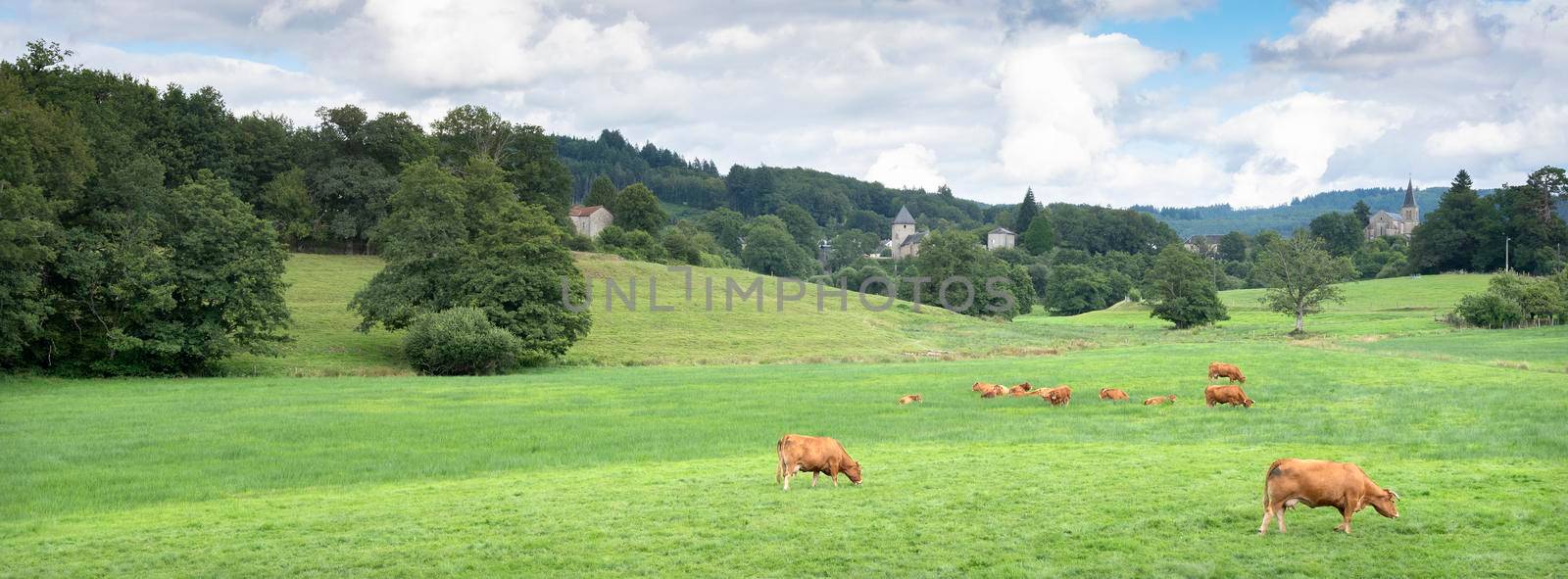 brown cows graze in green grassy meadow near village not far from french city of limoges by ahavelaar