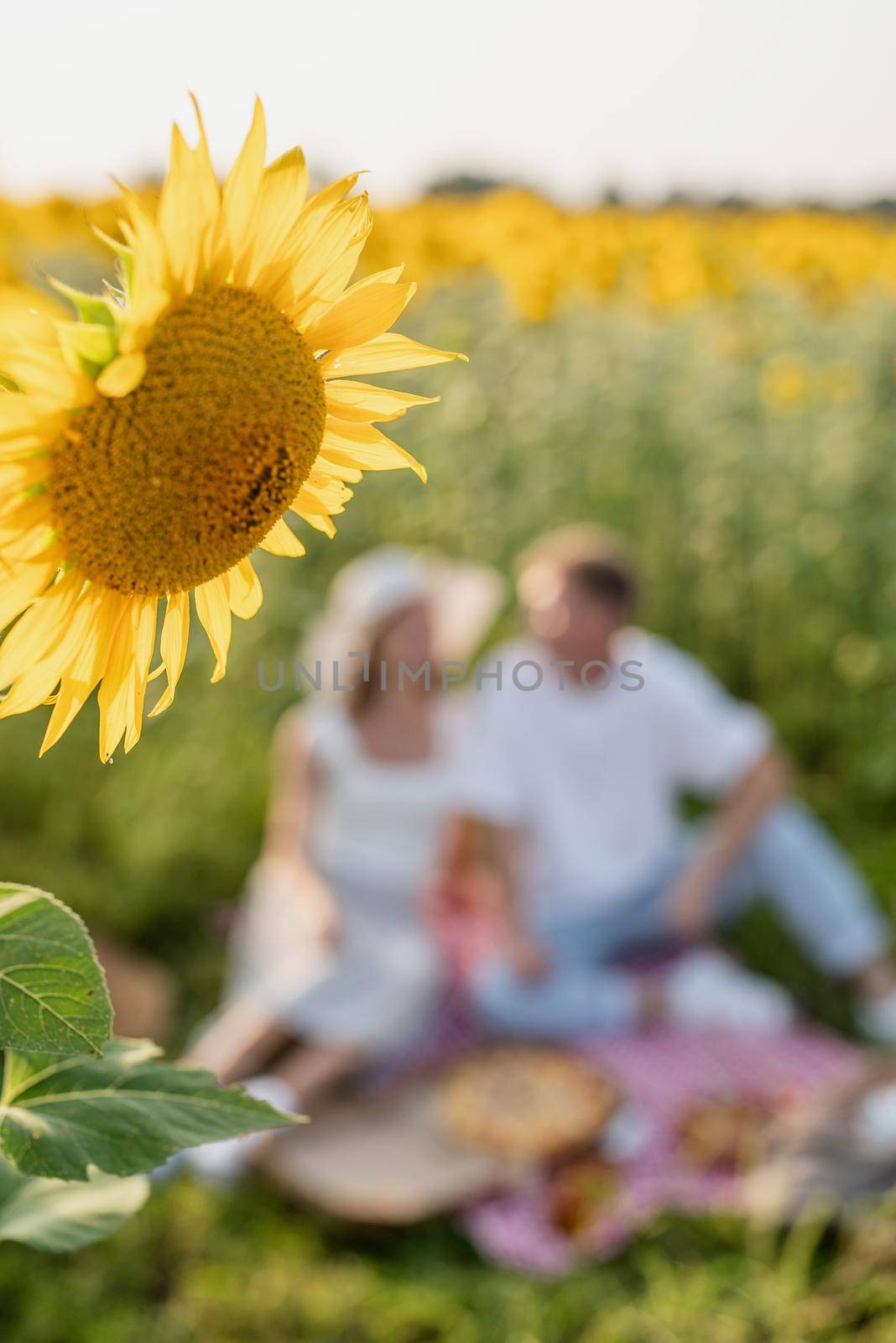 Young couple having picnic on sunflower field, blurred background by Desperada