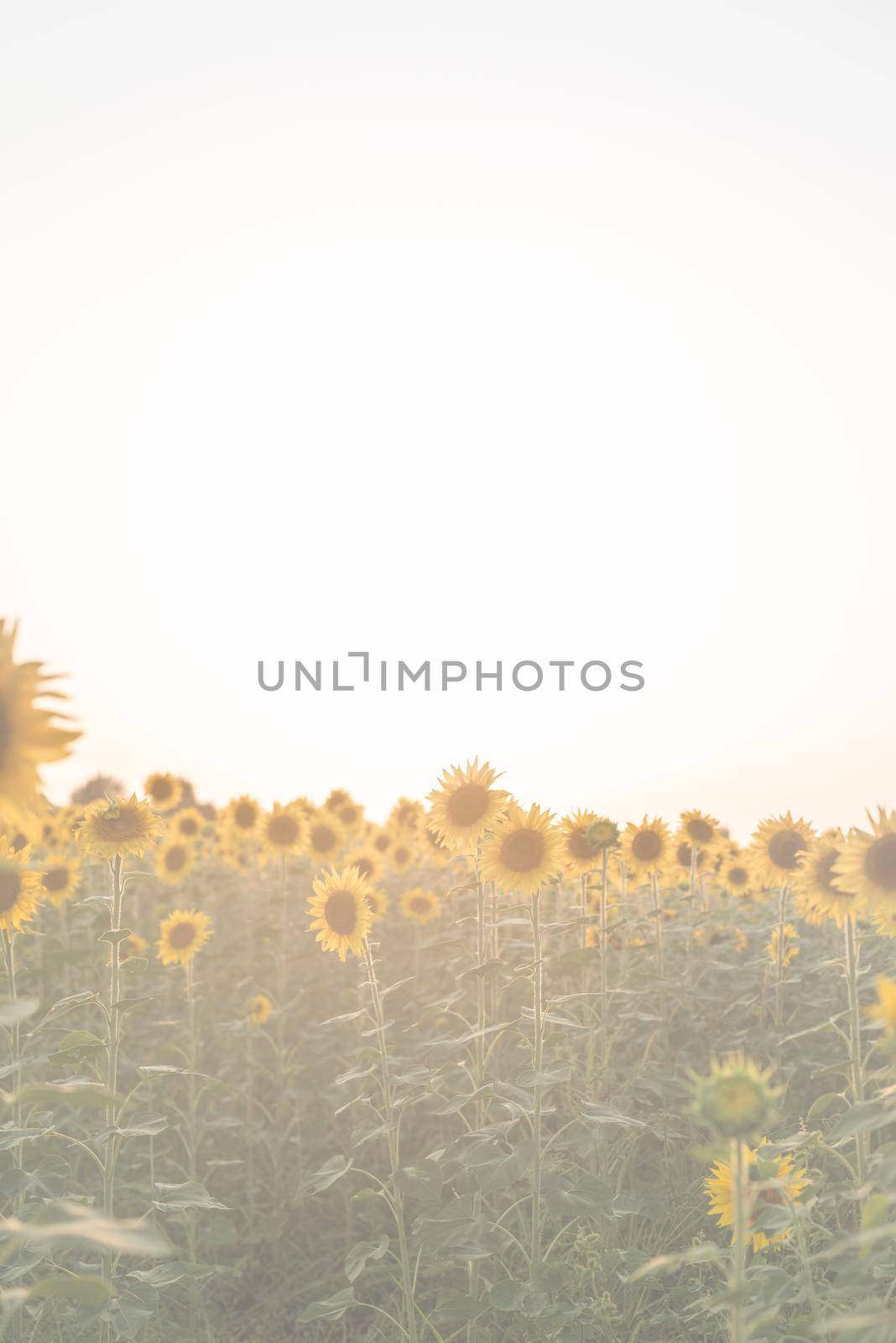 Nature background. Sunflower field in sunset, copy space