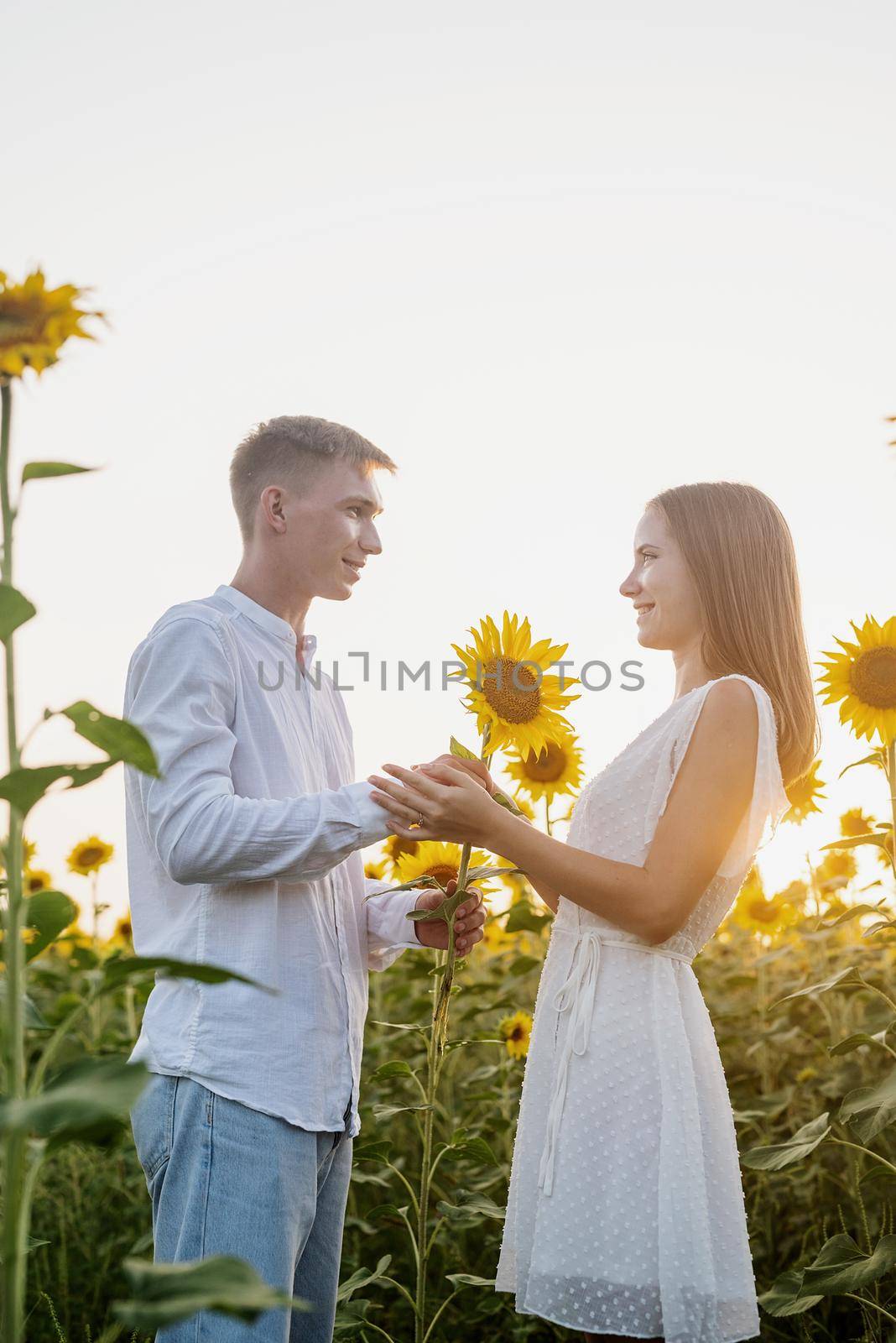 Beautiful couple having fun in sunflowers fields, man giving girlfriend a sunflower by Desperada