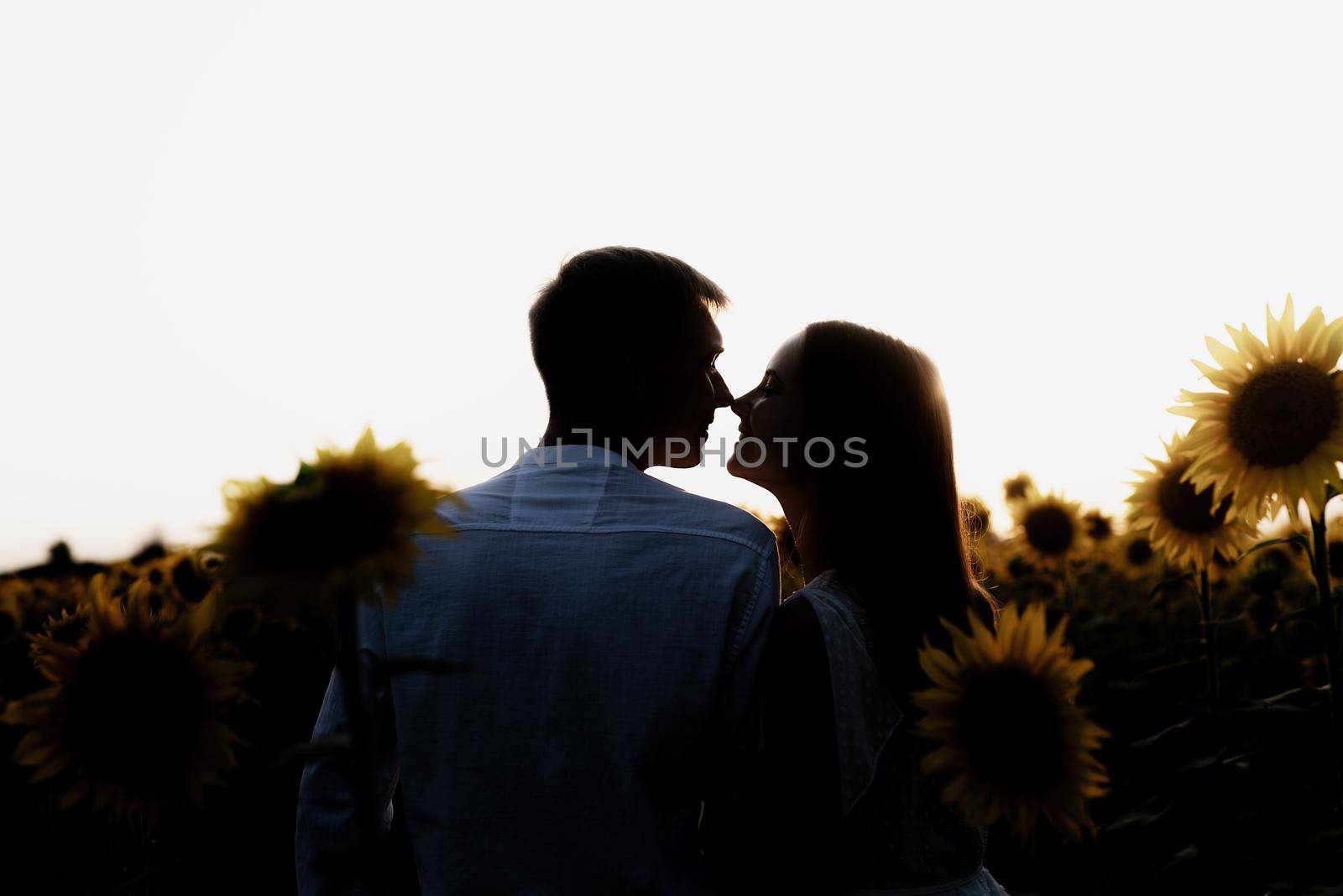 Beautiful couple walking together in sunflowers fields in sunset by Desperada