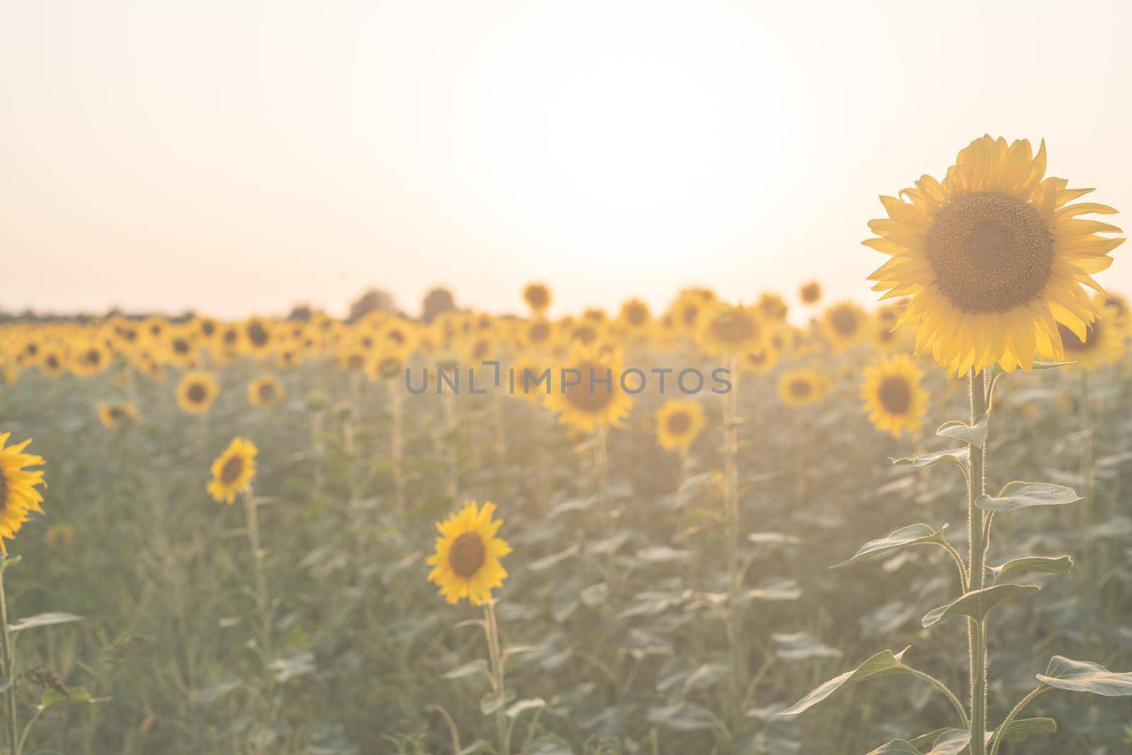 Nature background. Sunflower field in sunset, copy space