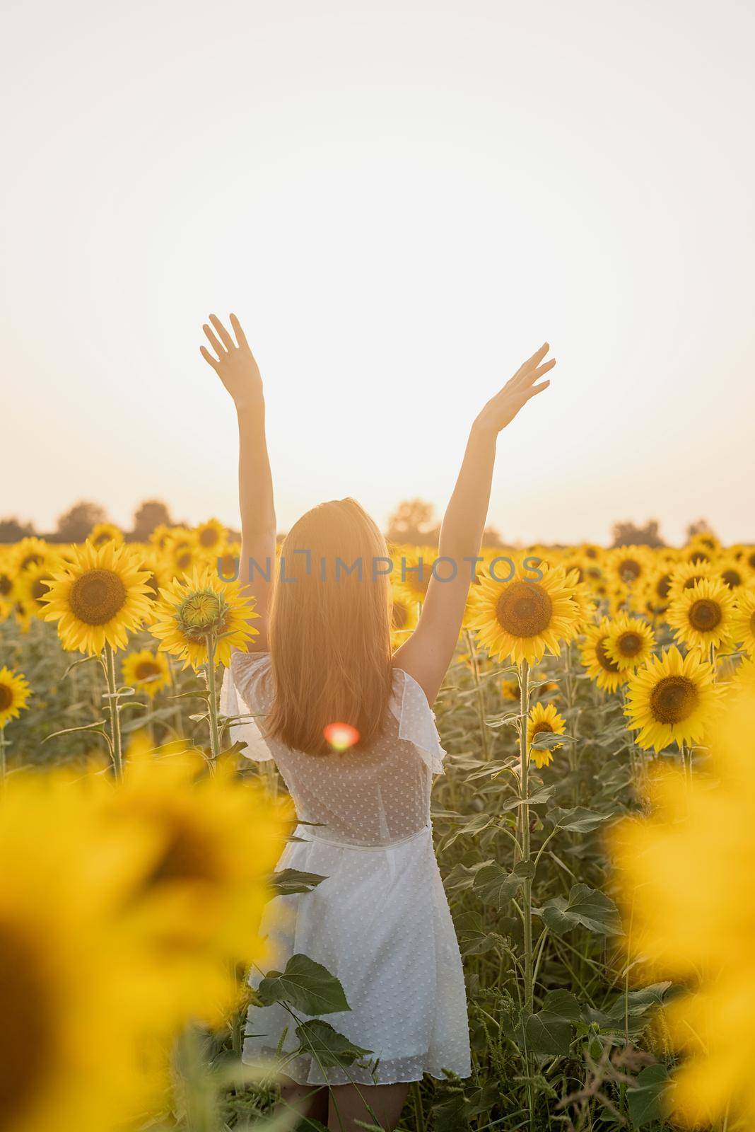 young beautiful woman between sunflowers in sunset by Desperada