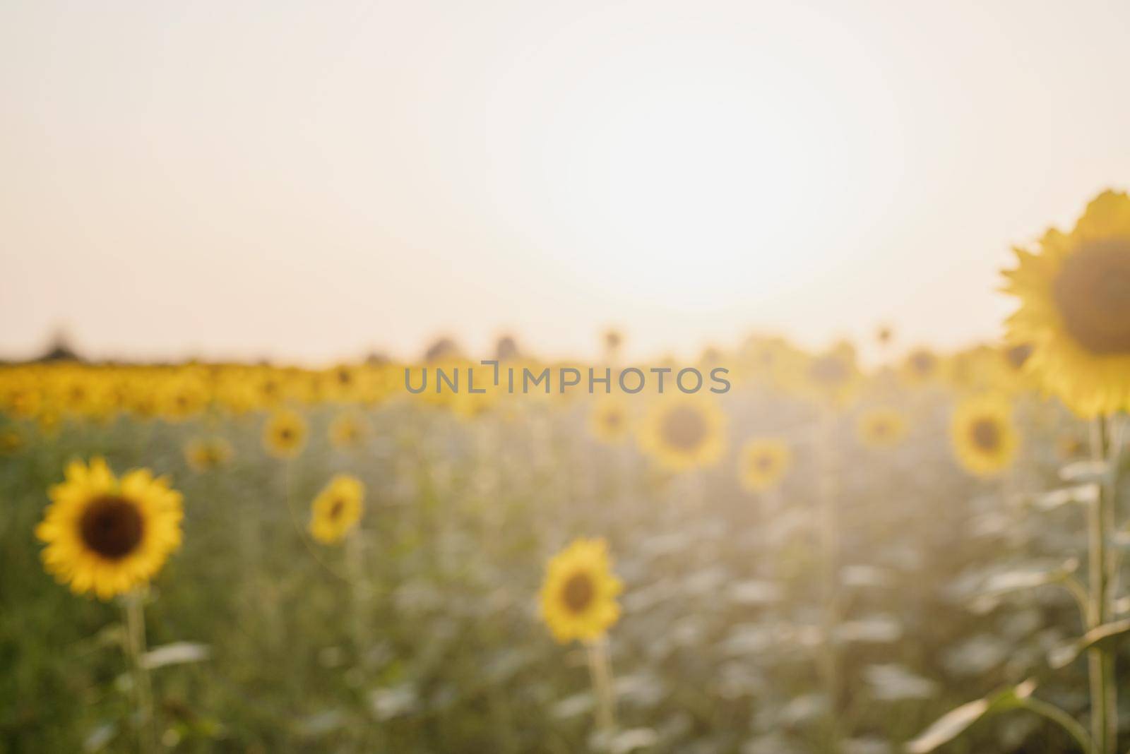 Nature background. Sunflower field in sunset, copy space