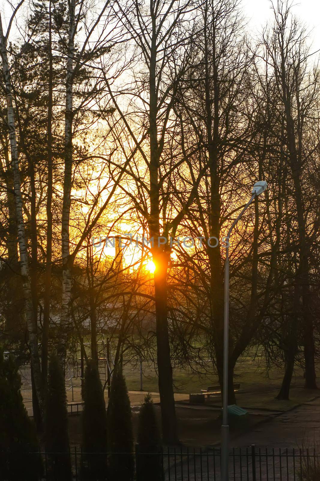 Winter sunrise. Bright sun and trees.