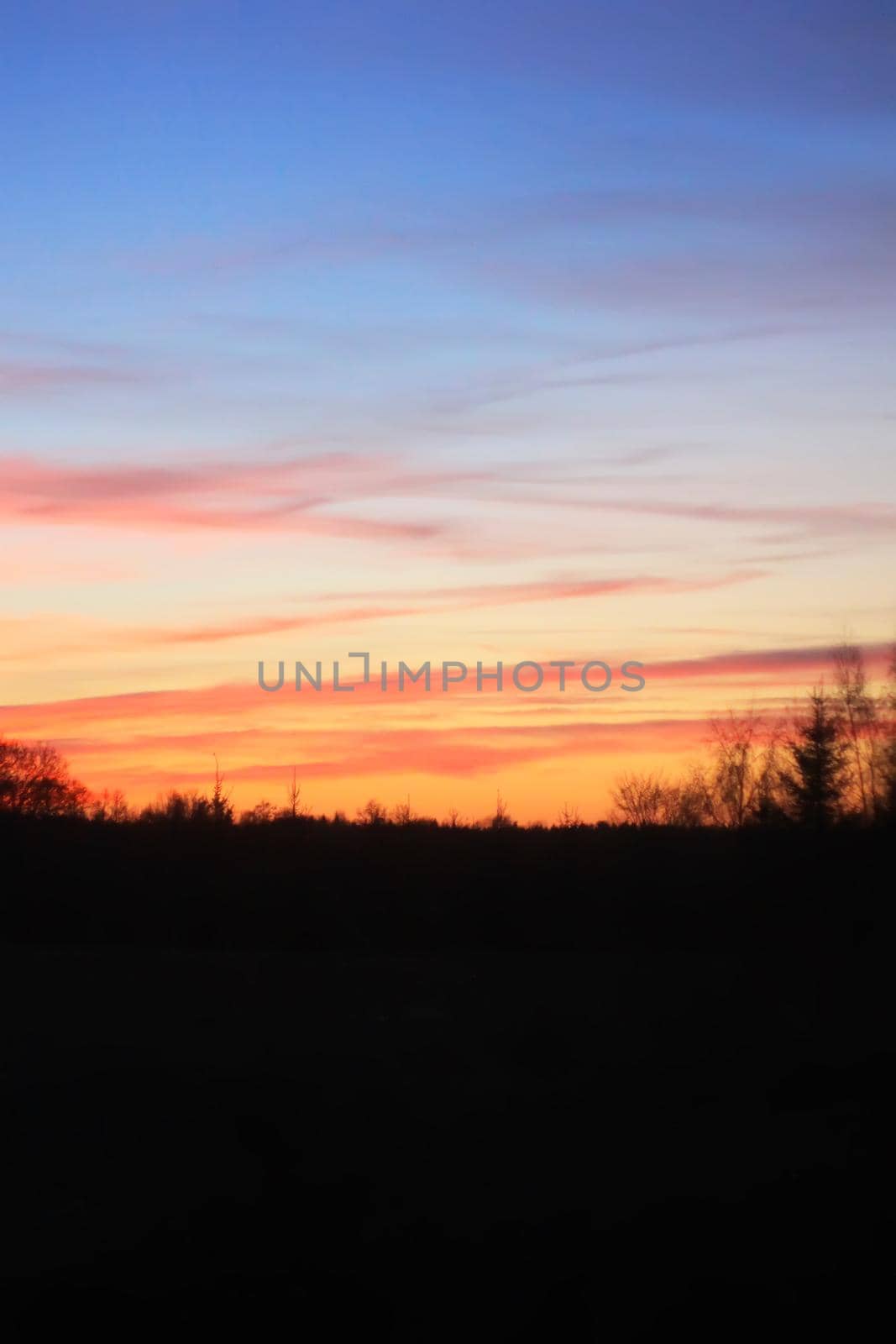 Silhouettes of branches of a tree on spring sunset background.