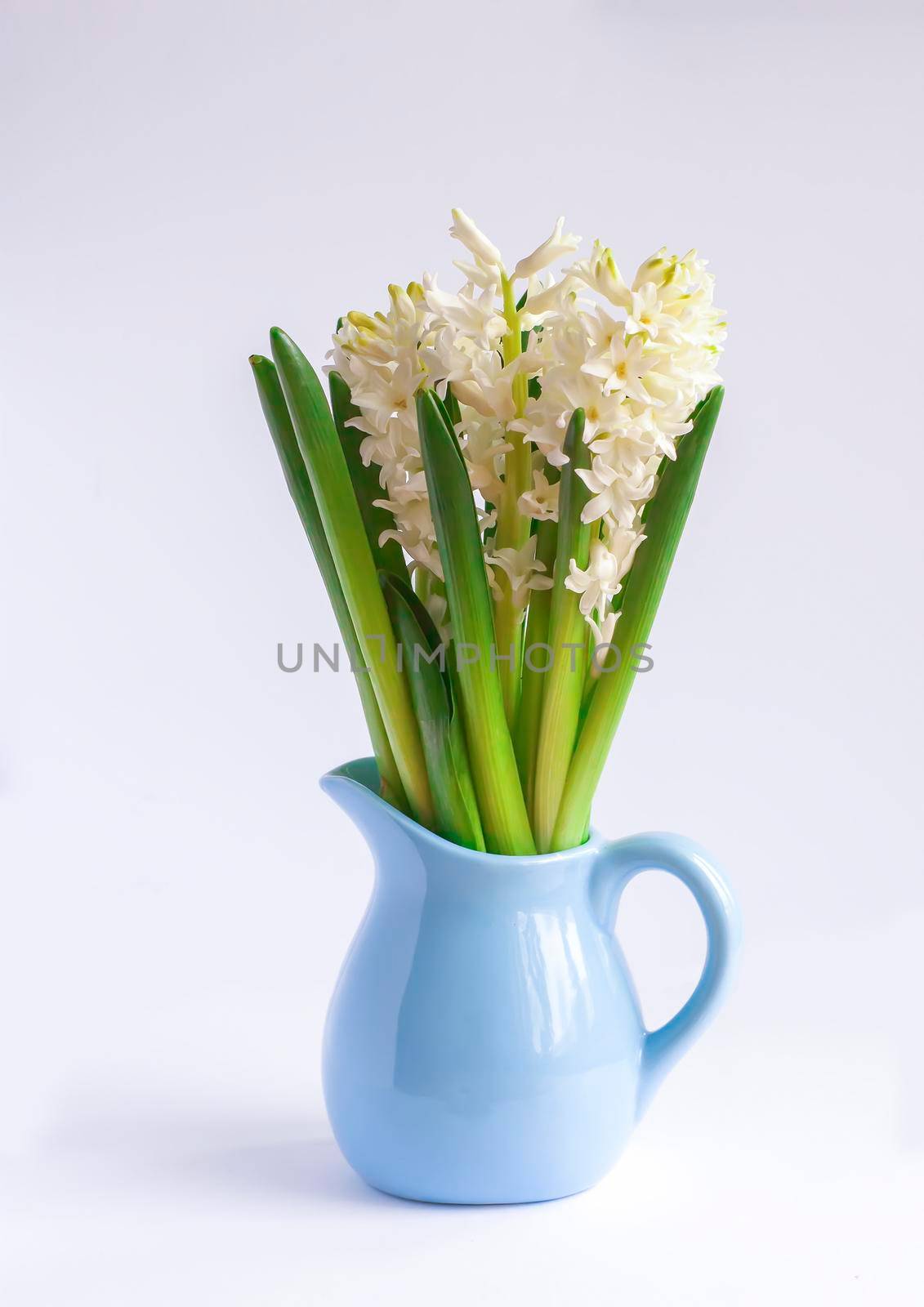 Spring white hyacinth flowers in a blue ceramics vase blooming at springtime.