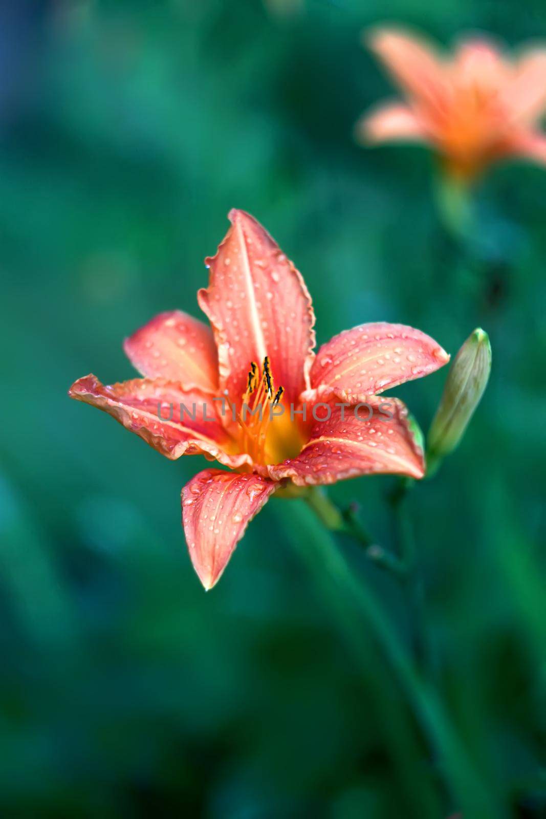 Lily plants growing in the summer park