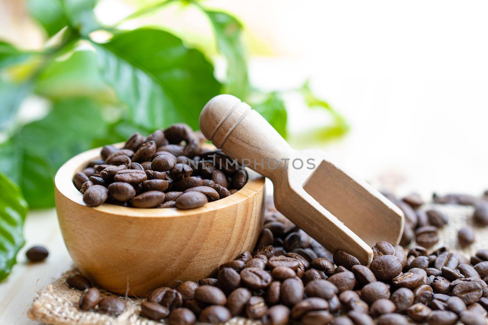 Coffee bean medium roasted in wooden bowl with leaf in fresh morning. by pamai