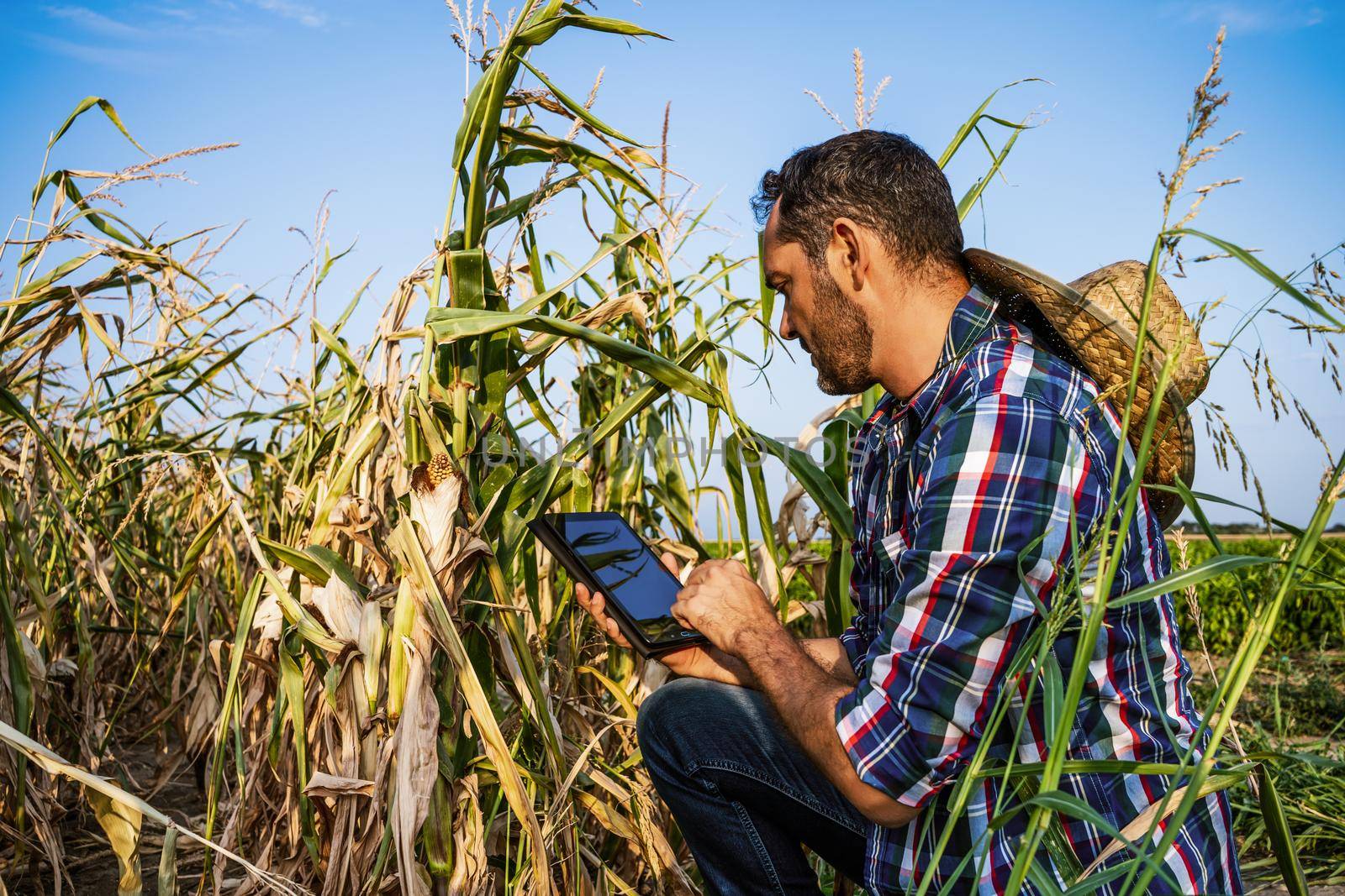 Farmer is looking at his dry corn field and examining crops.