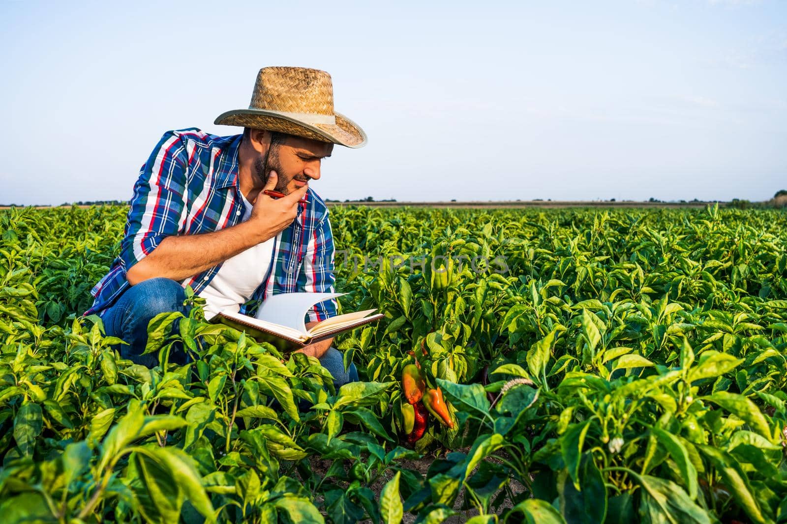 Farmer is examining his pepper plantation. He is worried.