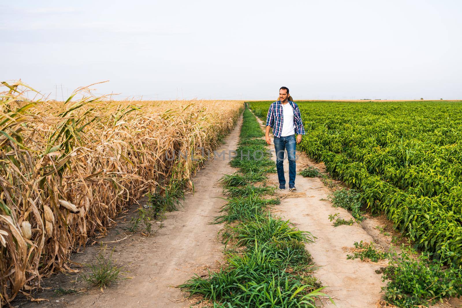 Farmer is walking by his dry corn field and examining crops.