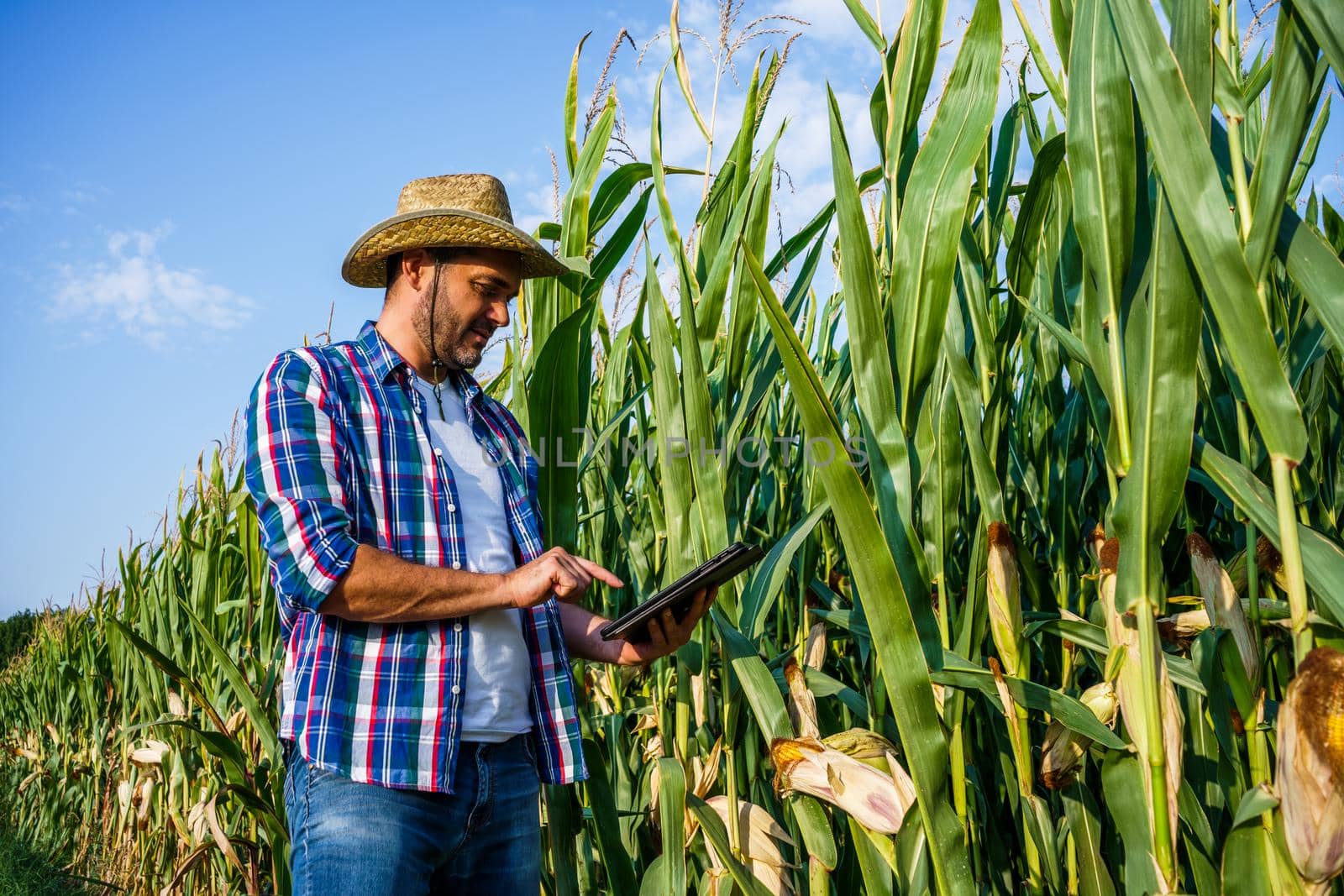 Farmer examining his growing corn field.