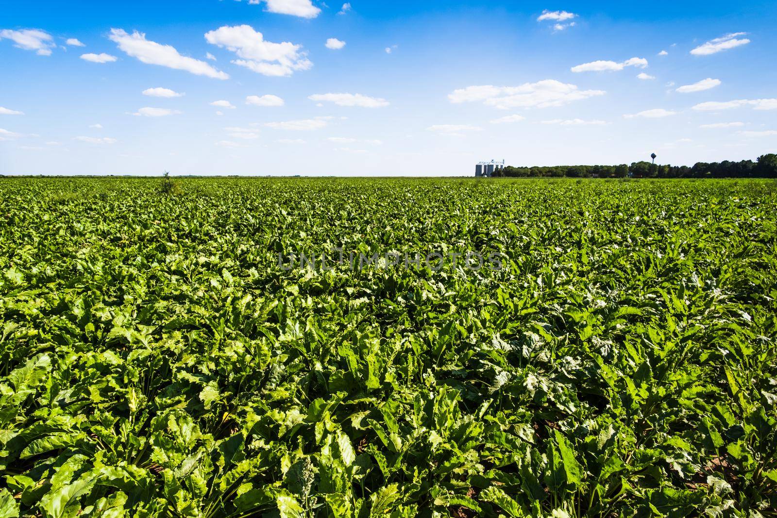 Sugar beet (beta vulgaris) agricultural field in summer. Agricultural landscape.