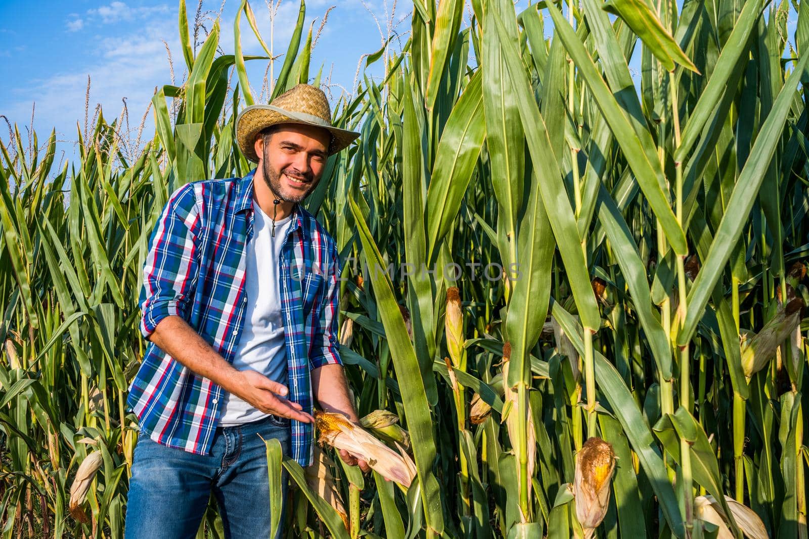 Happy farmer is examining his growing corn field.