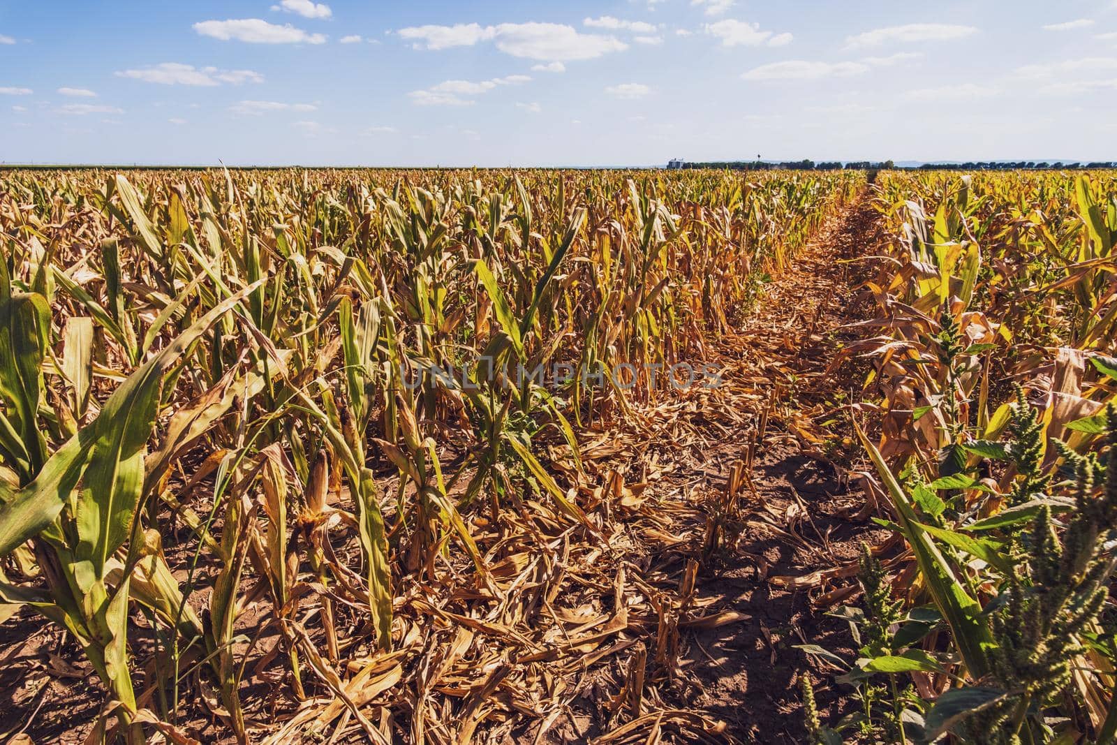 Dry corn field by djoronimo