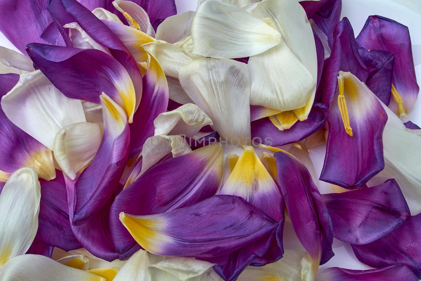 white and purple tulip petals on a white background