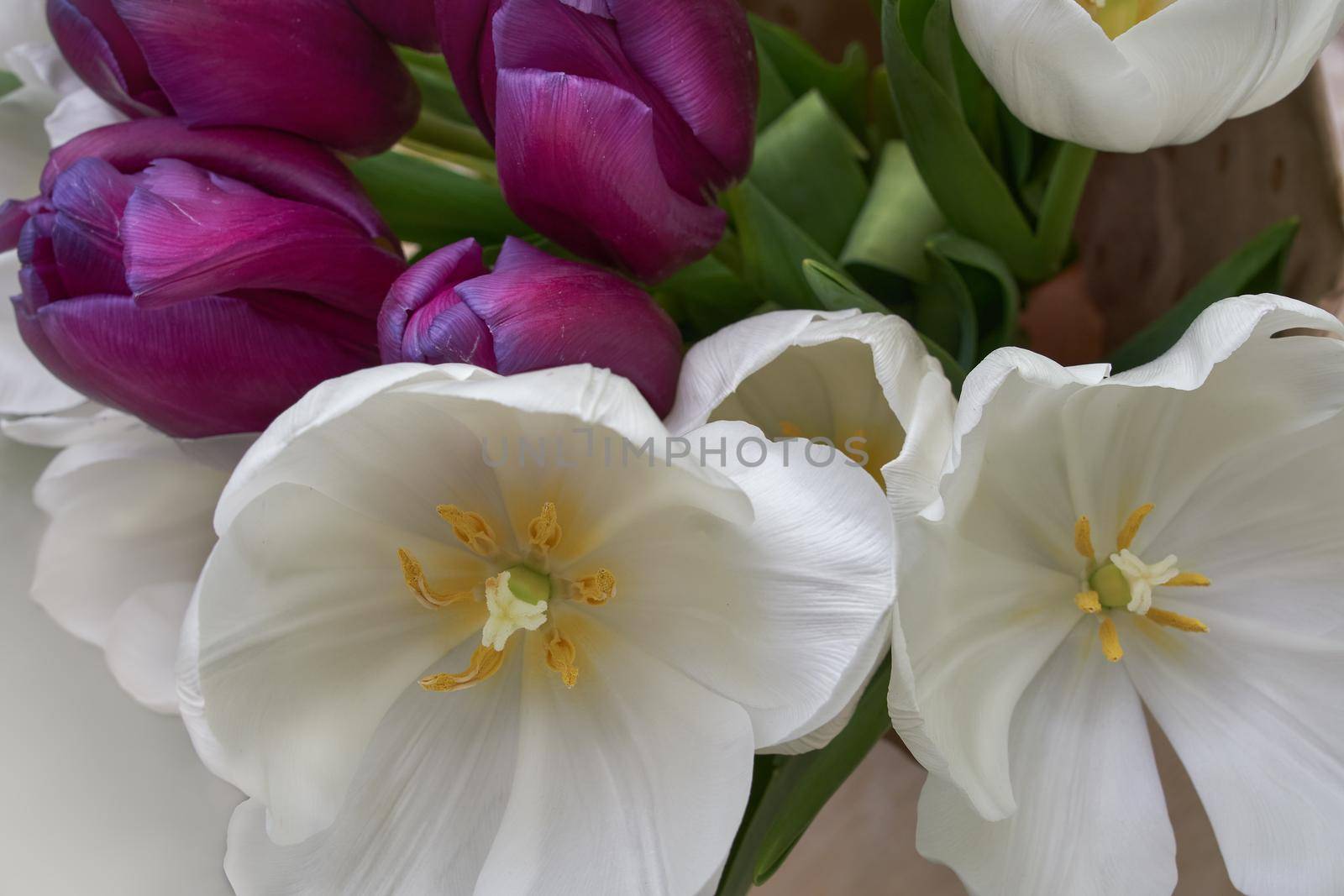 Bouquet of tulips. White and purple tulips.Beautiful blossoming tulip flower. Floral design. Nature background. Spring background with beautiful fresh flowers.