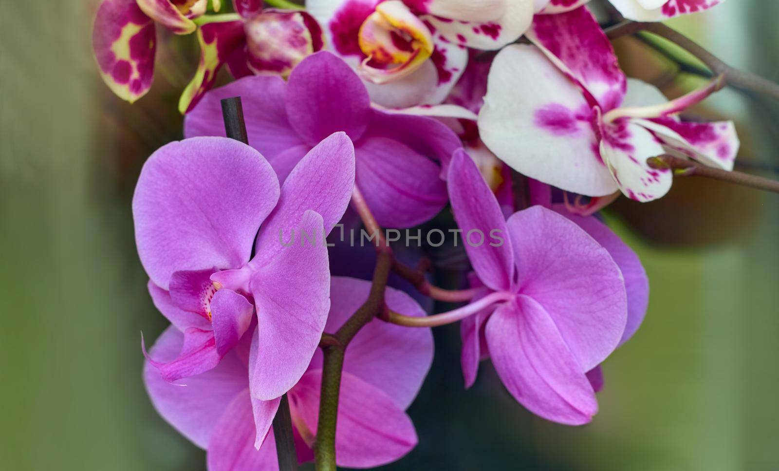 Beautiful Orchid flower with green floral background. Amazing Pink, purple and white Orchids flowers.