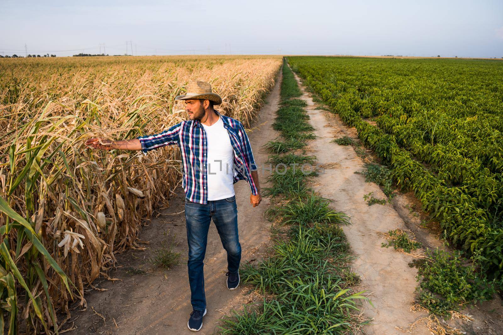 Farmer is walking by his dry corn field and examining crops.