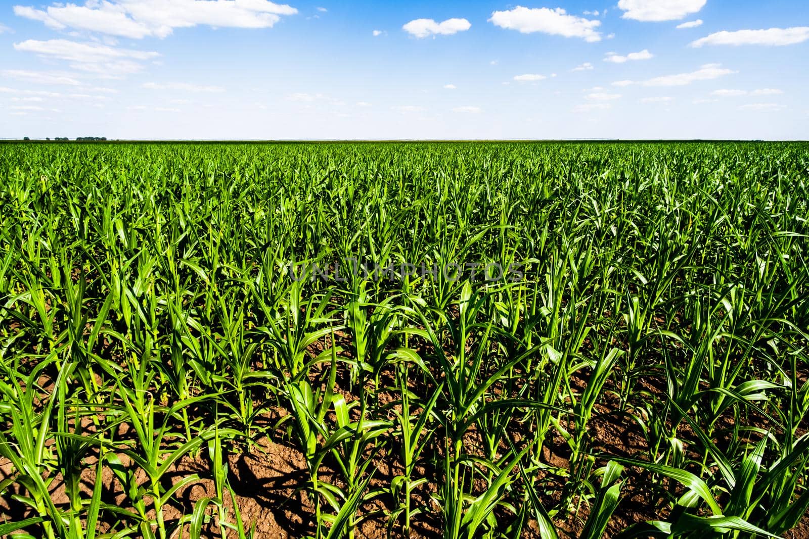 Corn field by djoronimo