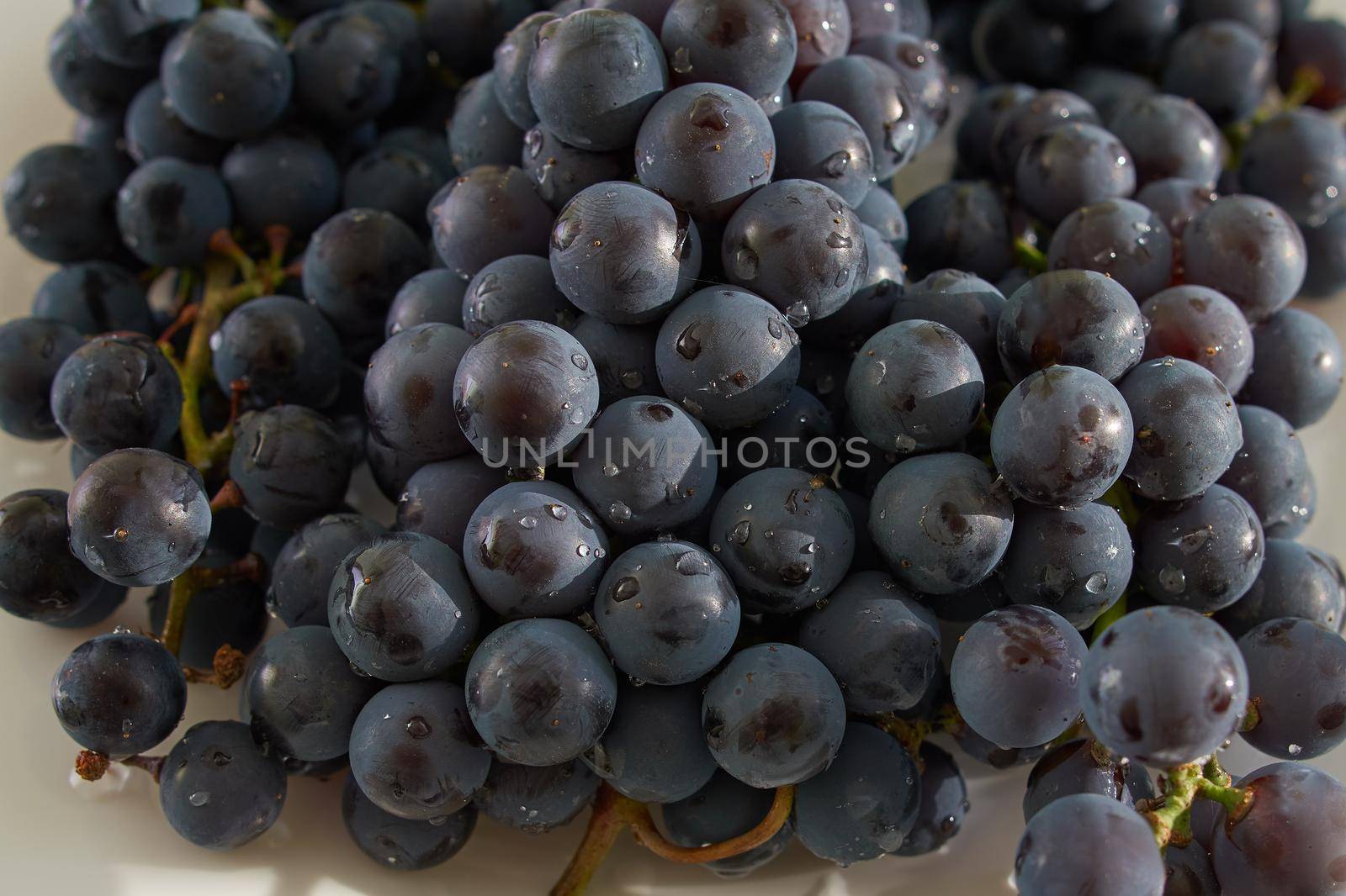 Close up picture of bunches of wine grapes.Ripe grapes as a background.