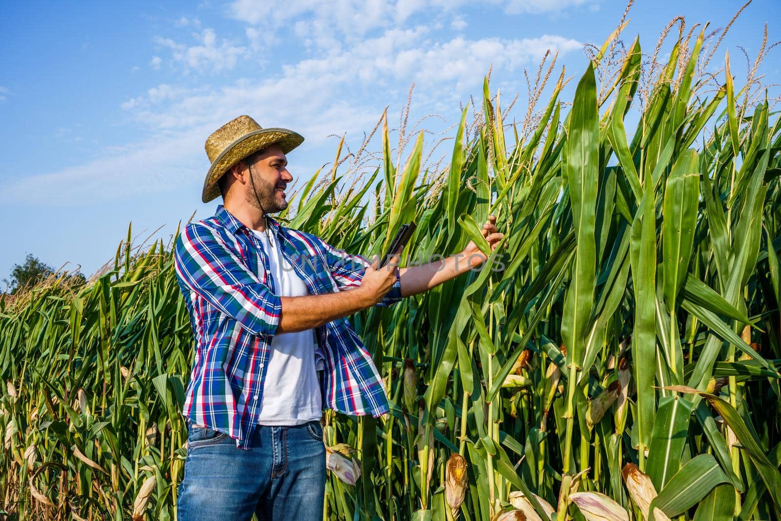 Happy farmer examining his growing corn field.