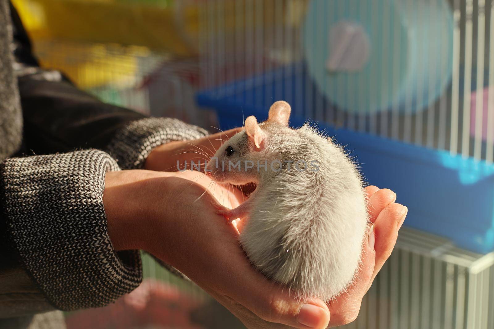 close-up of a gray-white rat in nature in hands, symbol of the year