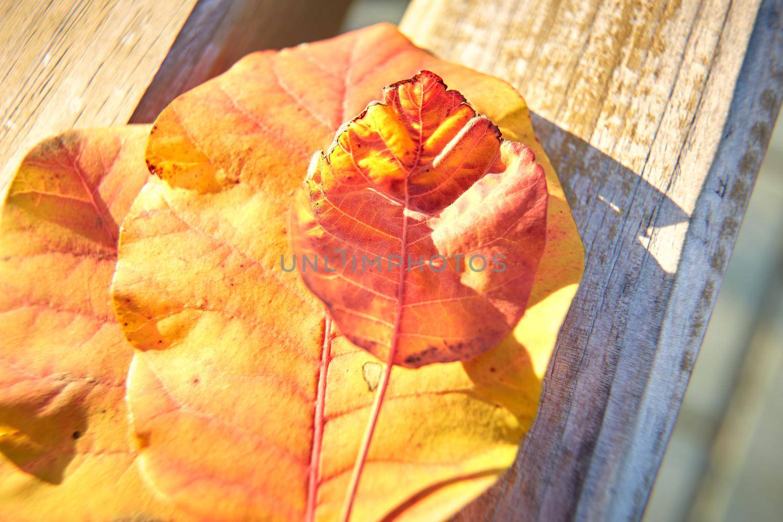 Autumn background with yellow and red leaves on a bench. Close-up.