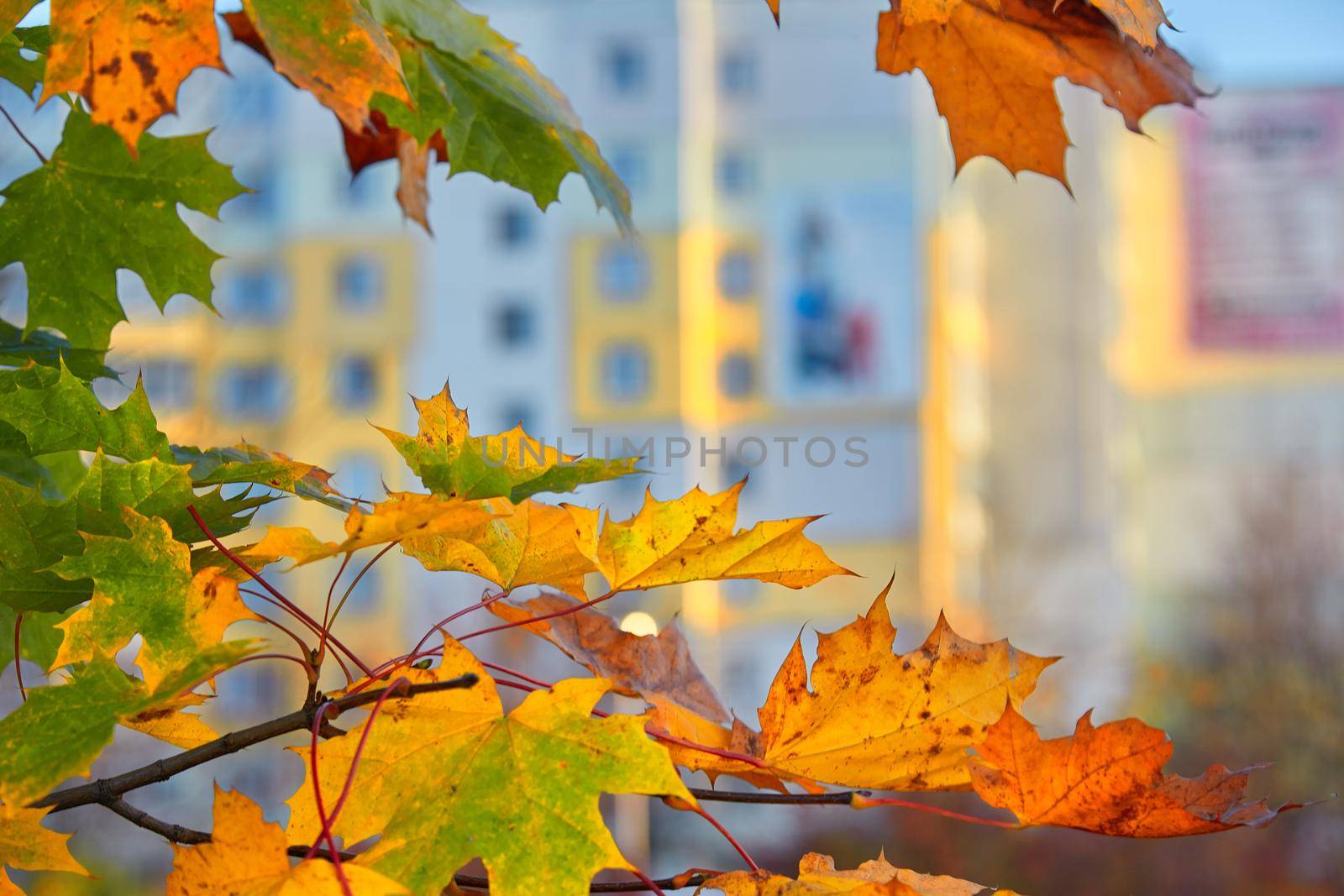 Colorful green, yellow and red autumn maple leaves. Selective focus, blurred background.