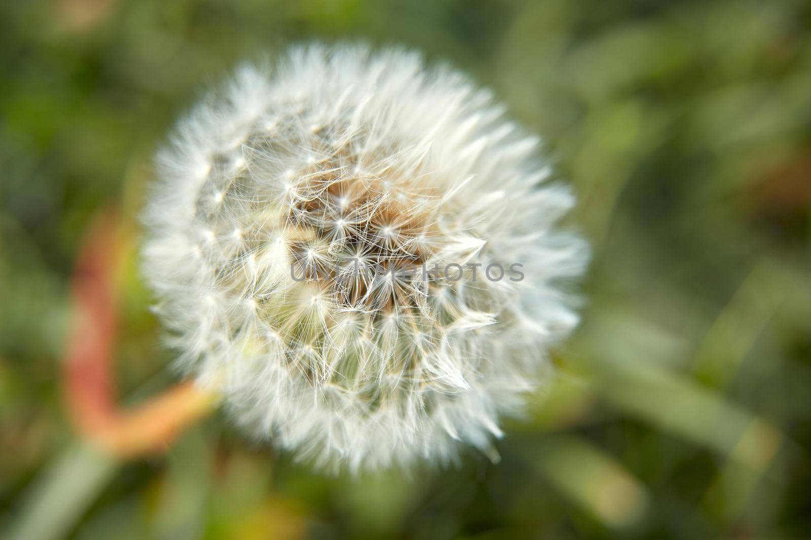 White fluffy dandelion on a background of green grass on a spring or summer day, in the sun, close-up. Selective focus