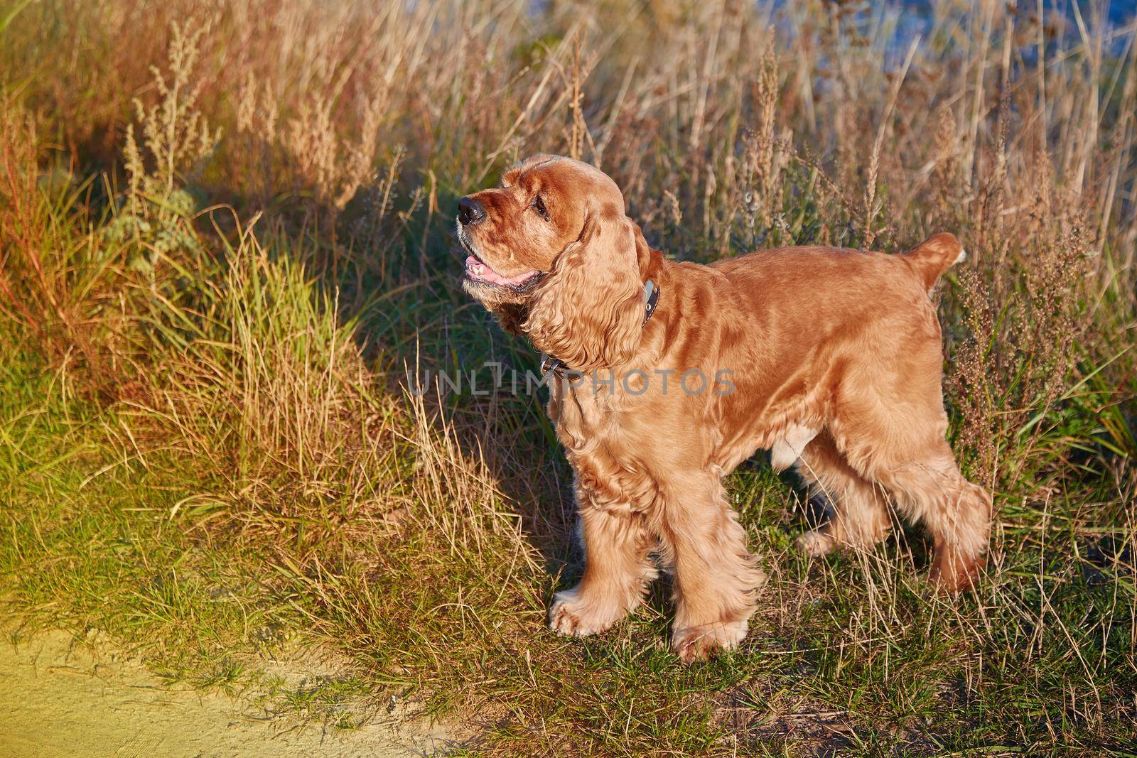Englishl Cocker Spaniel on the grass in field