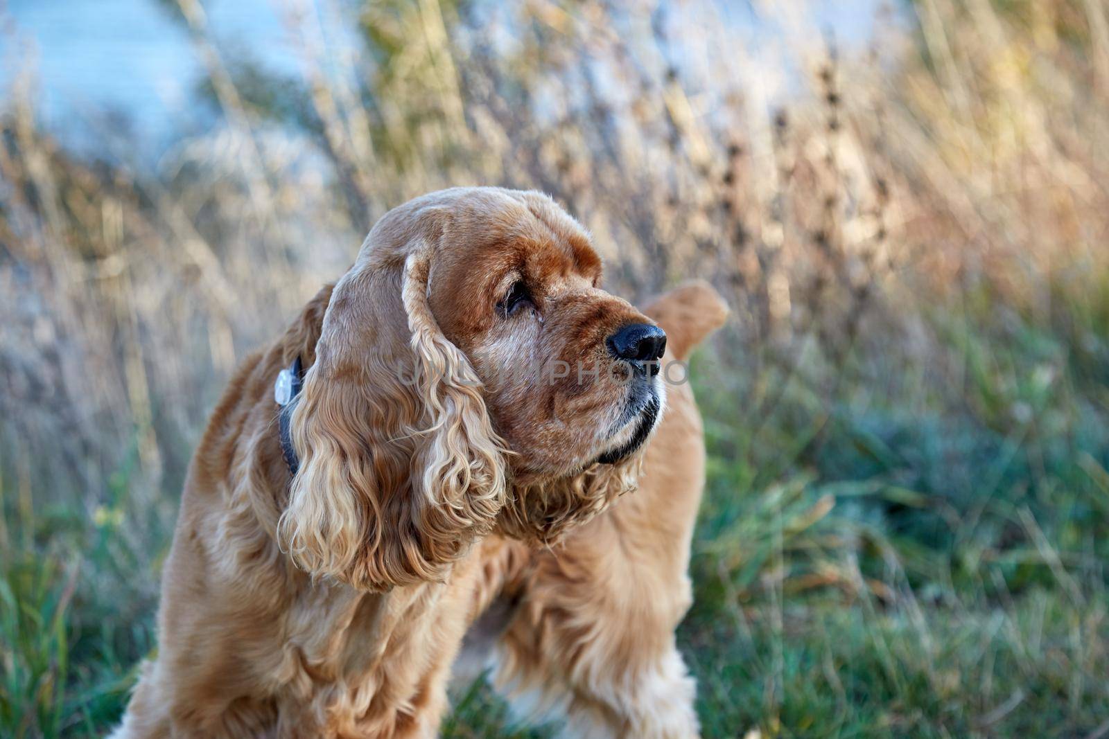 Englishl cocker spaniel on the grass in field