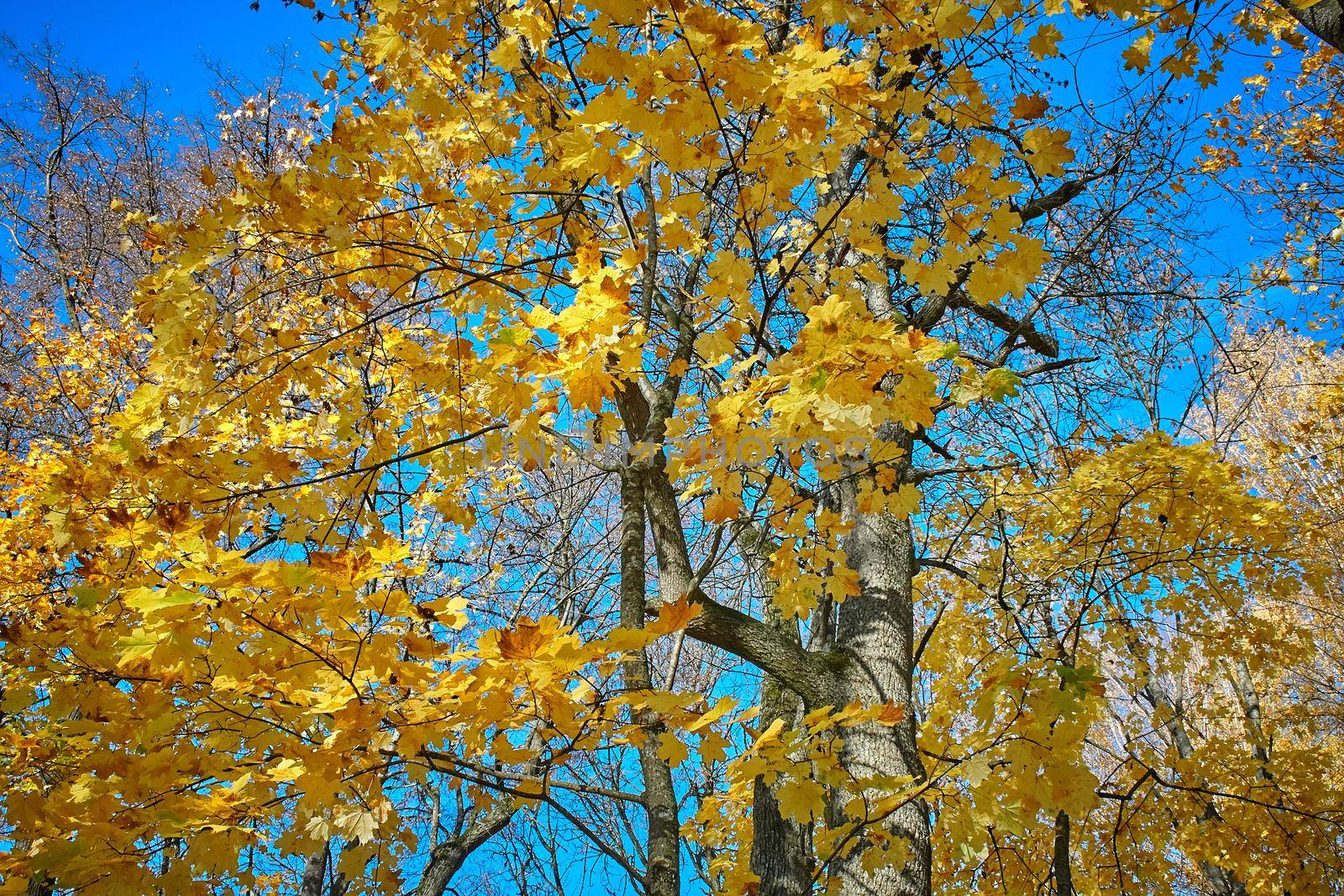 colorful tree branches in sunny forest, autumn natural background