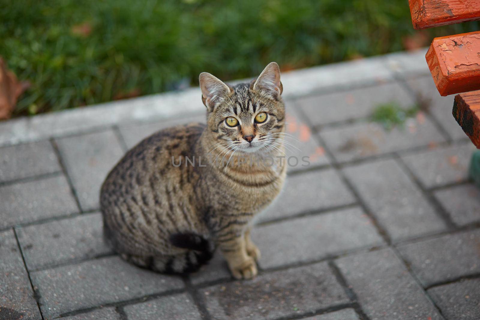 A grey cat with green eyes sitting paving slabs, Stray cat