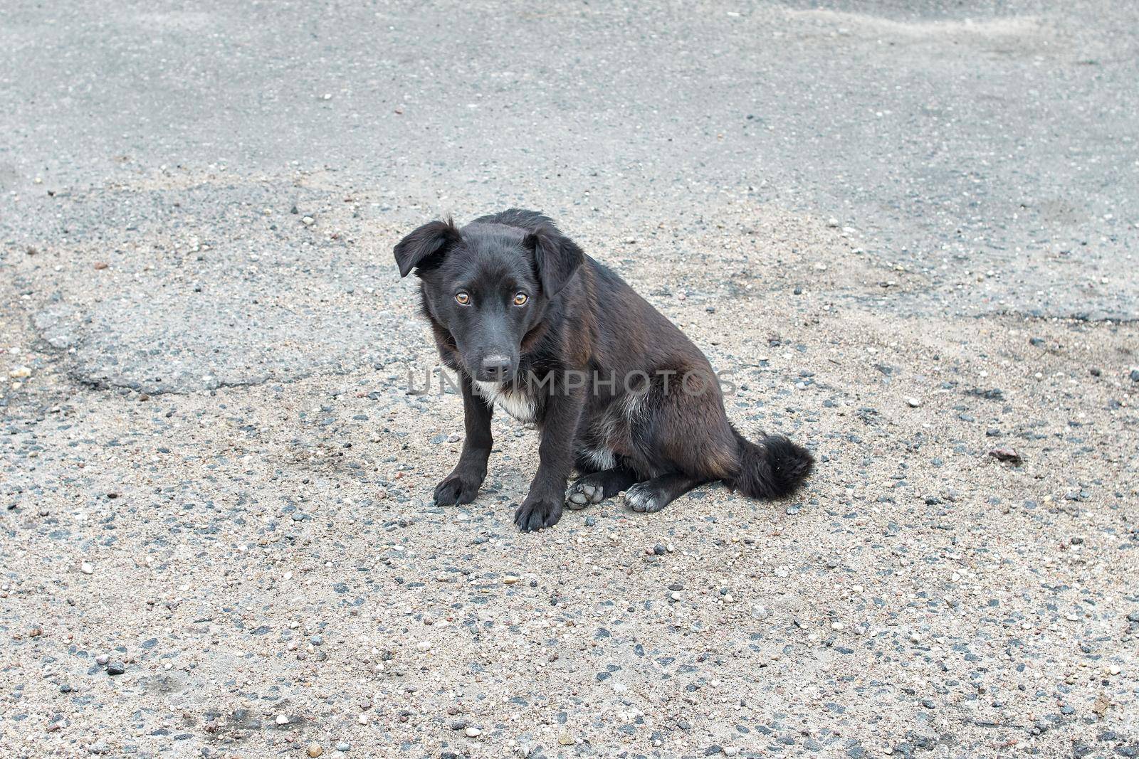 stray dog waiting for yummy on the road