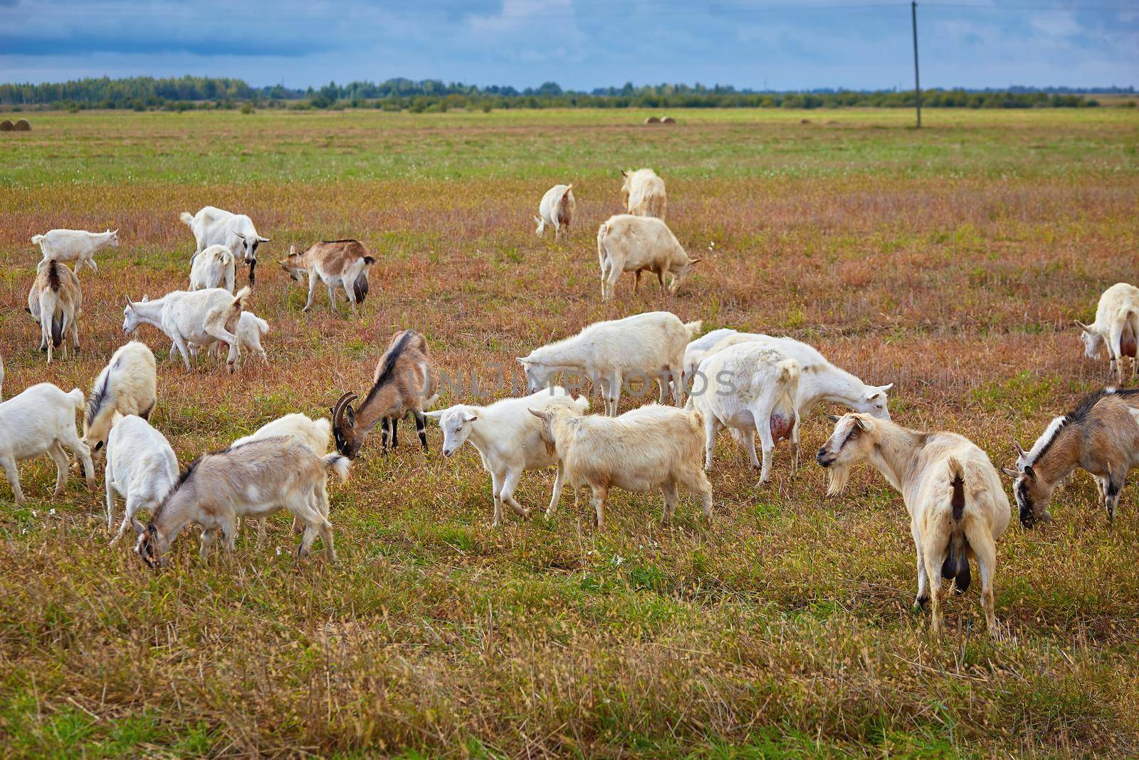 Herd of farm milk goats on a pasture