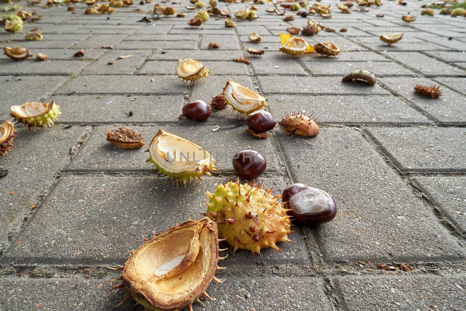 Conkers in open thorny shell on wet dark asphalt floor. Selected focus.