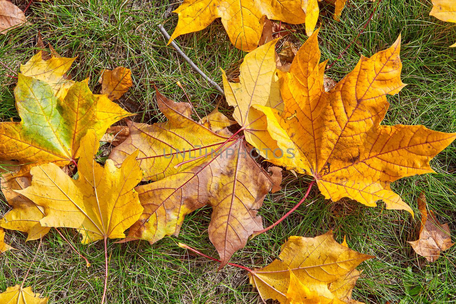 Fallen colored maple leaves lie on the green juicy grass