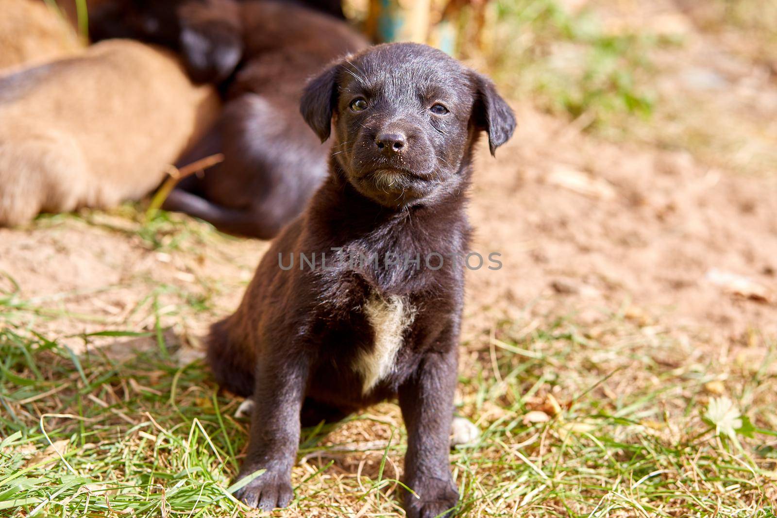 cute mixed breed puppy sitting on foliage