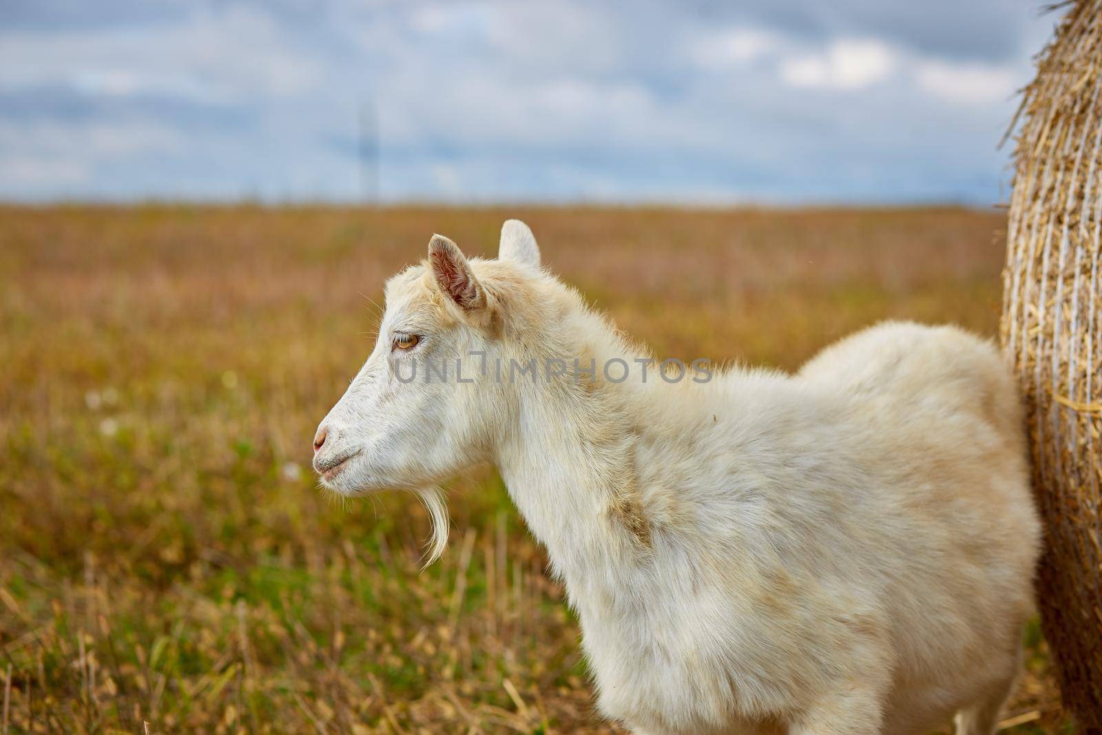 Young white goat grazing at the meadow on summer day with copy space aside