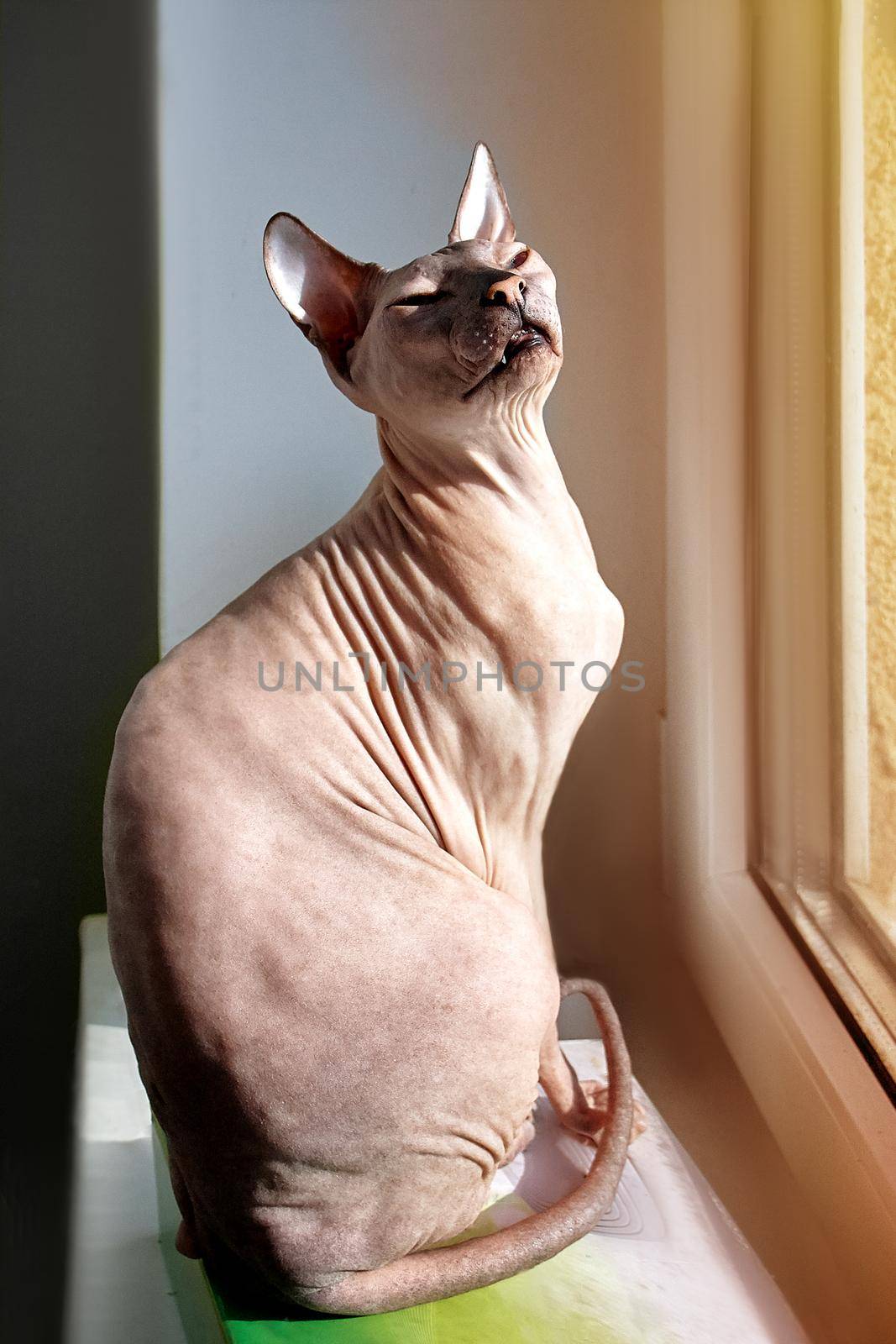 The cat of the Sphinx sits at the window on the windowsill basking